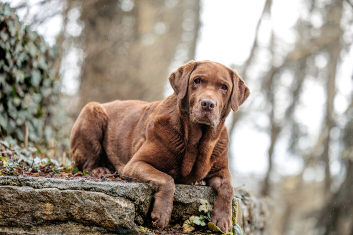Luccy site 1 - Animalier,Canin,Félin,Equin,Cheval