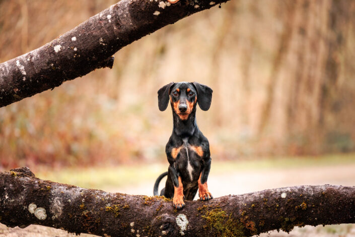 Lucky site 2 - Animalier,Canin,Félin,Equin,Cheval