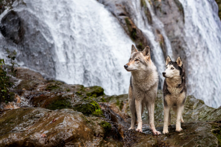 MigliaRhea WEB 12 - Animalier,Canin,Félin,Equin,Cheval