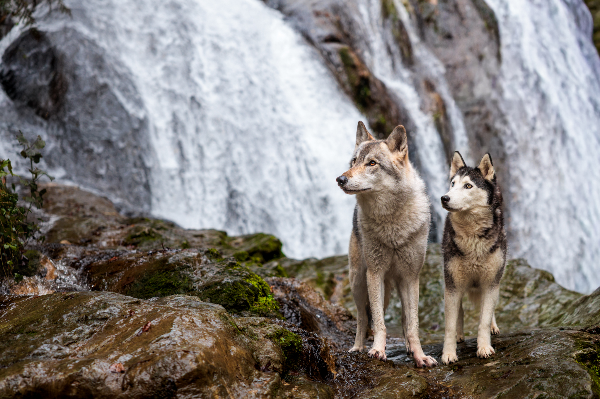 MES PRESTATIONS 3 MigliaRhea WEB 12 - Prestations,Langres,Animalier,famille,Grossesse