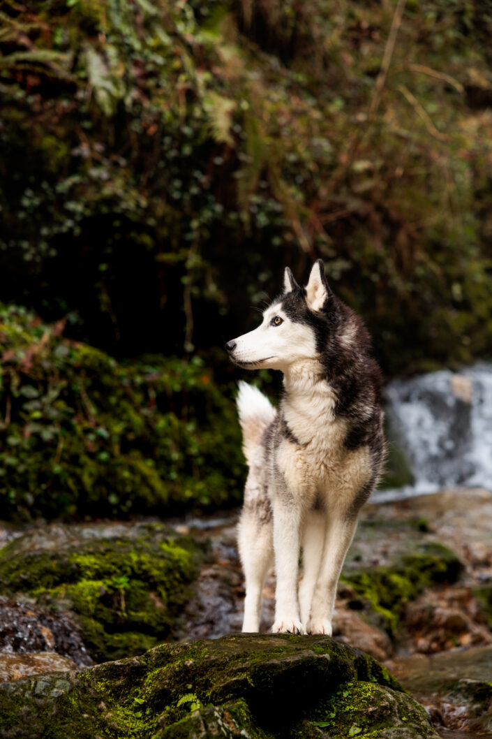 MigliaRhea WEB 5 - Animalier,Canin,Félin,Equin,Cheval