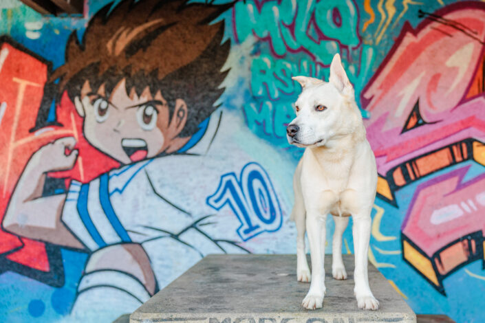 Rockette site 1 - Animalier,Canin,Félin,Equin,Cheval
