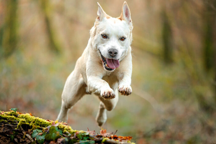 Rockette site 2 - Animalier,Canin,Félin,Equin,Cheval