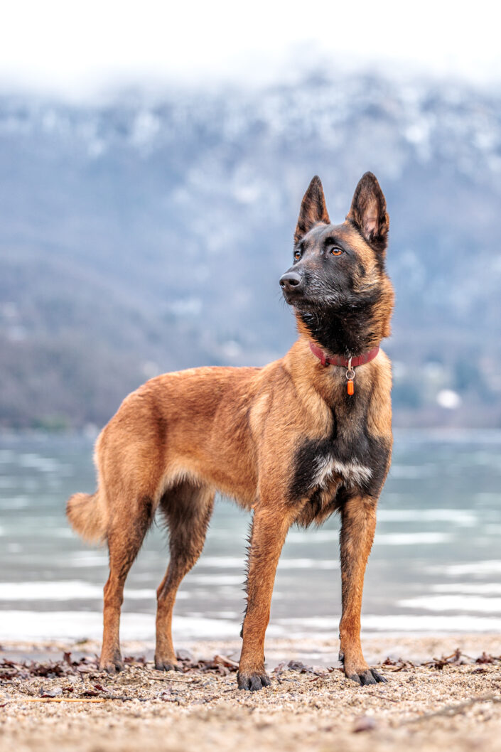 Toundra WEB 8 - Animalier,Canin,Félin,Equin,Cheval