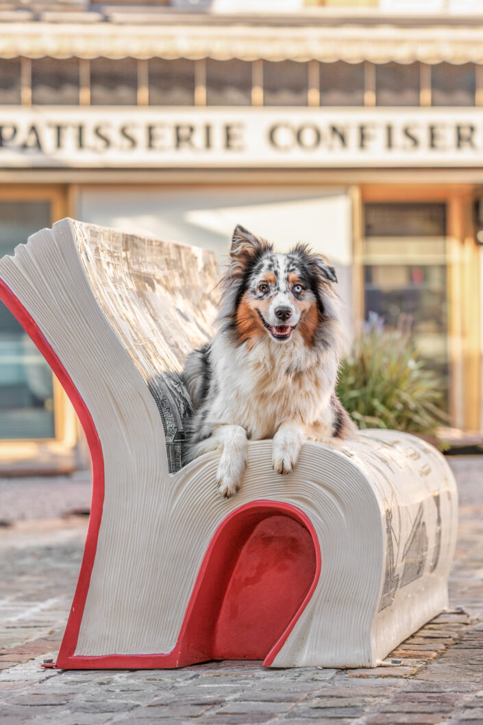 Ubi site - Animalier,Canin,Félin,Equin,Cheval