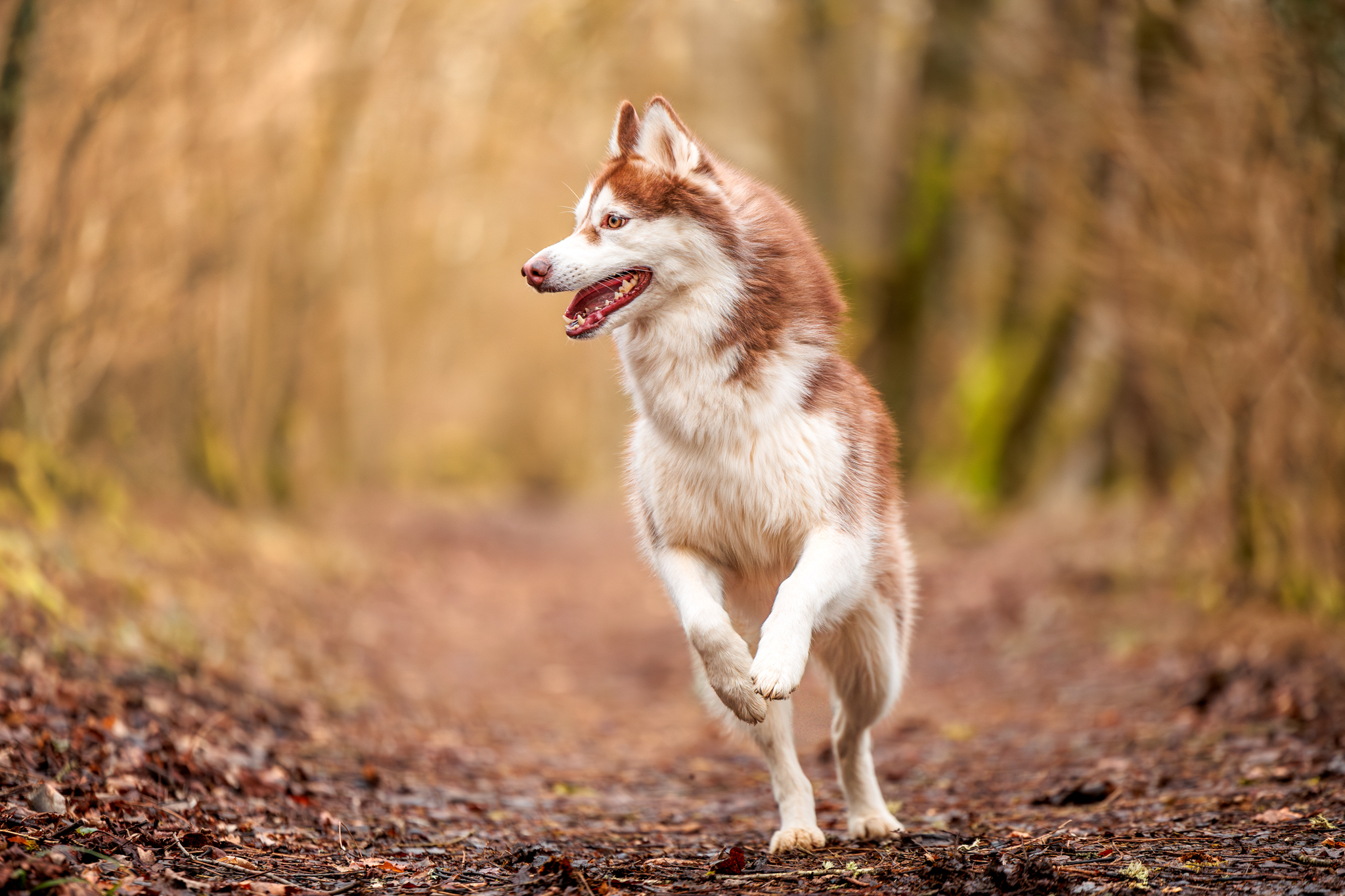 MES PRESTATIONS 1 sarahsteven 1 - Prestations,Langres,Animalier,famille,Grossesse