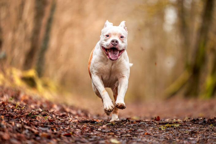 sarahsteven 2 - Animalier,Canin,Félin,Equin,Cheval