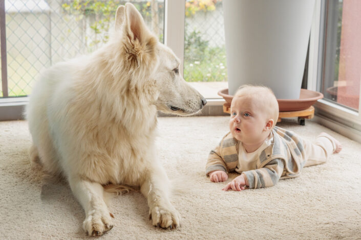 bébé et chien